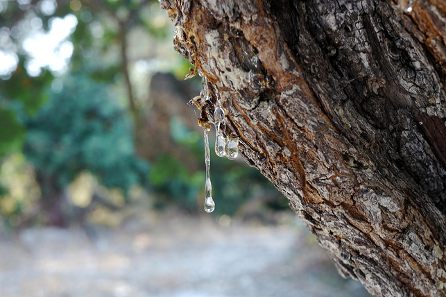 Mastic tree gum.